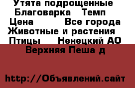 Утята подрощенные “Благоварка“,“Темп“ › Цена ­ 100 - Все города Животные и растения » Птицы   . Ненецкий АО,Верхняя Пеша д.